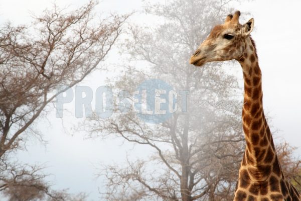 Giraffe in the mist | ProSelect-images