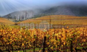 Grapevines Groot Constantia Estate | ProSelect-images