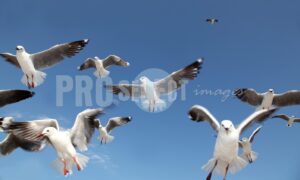 Gray headed gull cackling | ProSelect-images