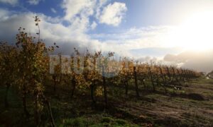 Groot Constantia viticulture | ProSelect-images