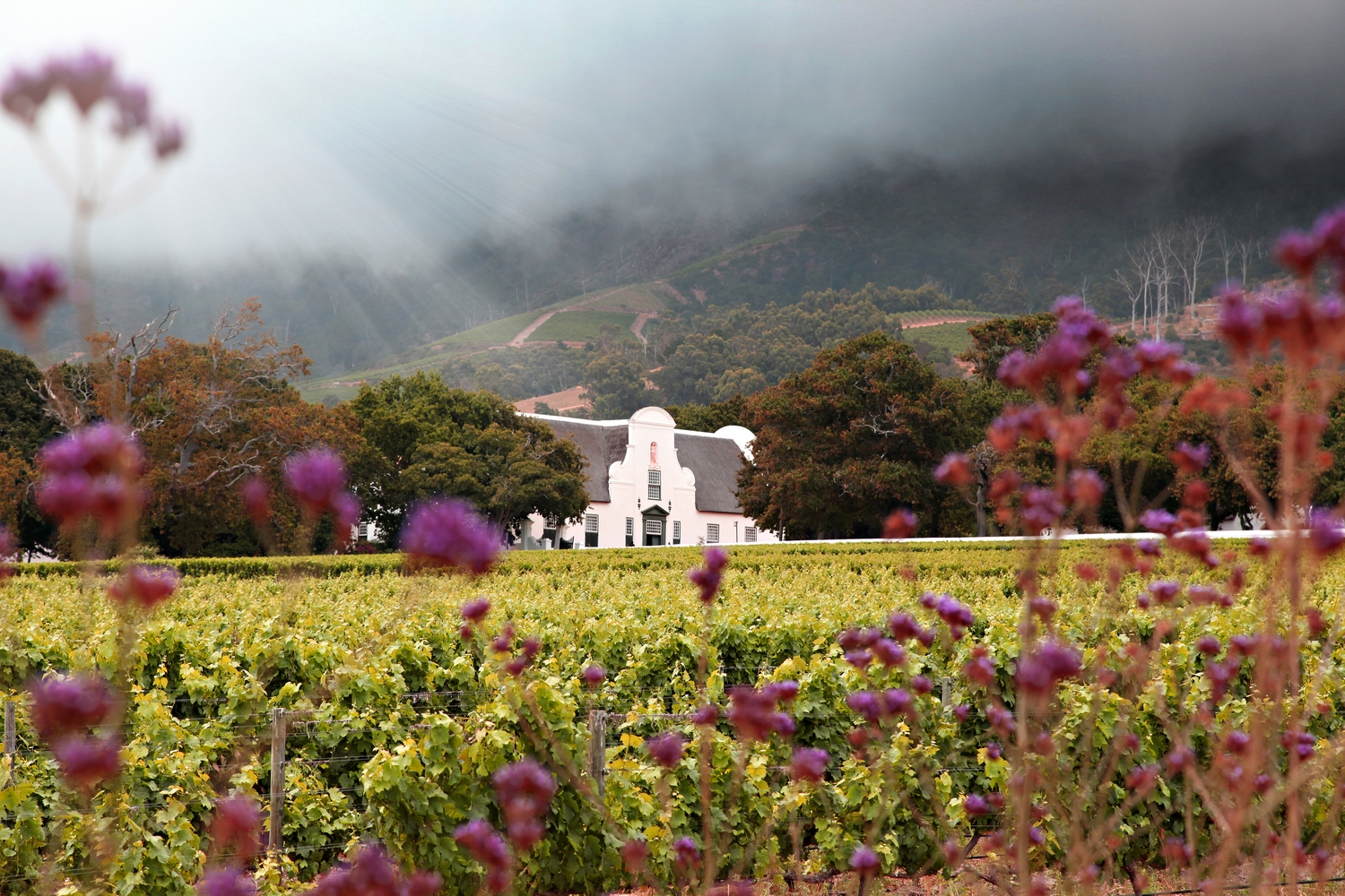 Groot Constantia | ProSelect-images