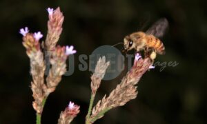 Honey bee | ProSelect-images