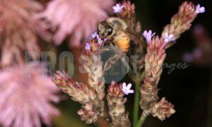 Honeybee on sucking nectar | ProSelect-images