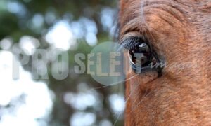Horse eye | ProSelect-images