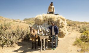 Horses and cart Mk'ele Ethiopia | ProSelect-images