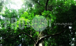 Indigenous forest Eshowe | ProSelect-images