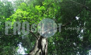 Indigenous tree Dlinza forest | ProSelect-images