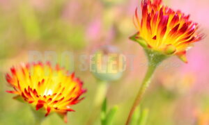 Kirstenbosch Botanical garden flowers