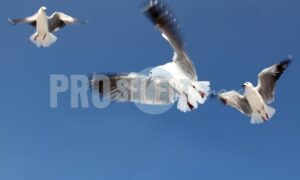 Larus cirrocephalus Hout Bay | ProSelect-images