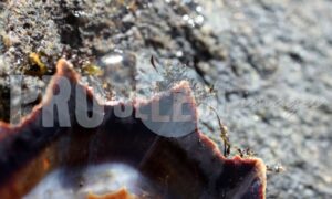 Limpet Shell | ProSelect-images