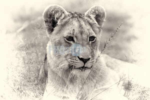Lion cub portrait | ProSelect-images