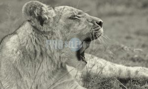 Sleepy lion yawning | ProSelect-images