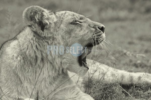 Sleepy lion yawning | ProSelect-images
