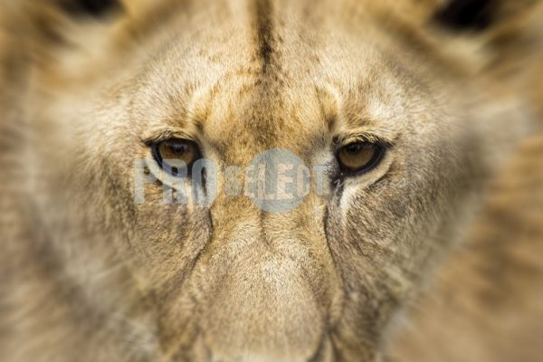 Lion face | ProSelect-images