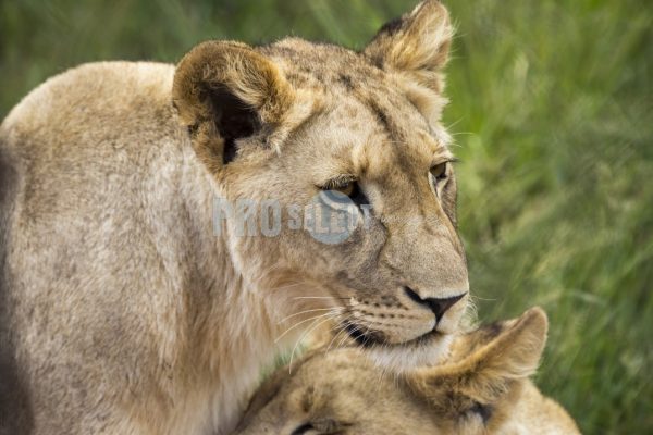 Lion love | ProSelect-images
