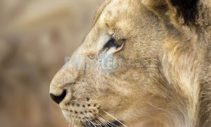 Lion staring | ProSelect-images