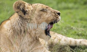 Lion yawning | ProSelect-images