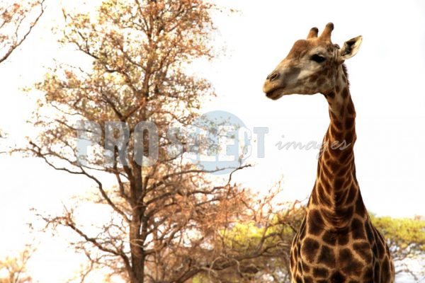 Matamba Giraffa camelopardalis | ProSelect-images