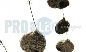 Nests on barbed wire | ProSelect-images