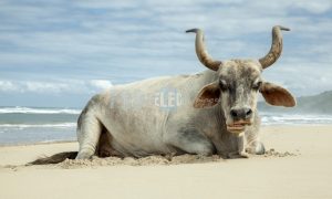 Nguni bull | ProSelect-images