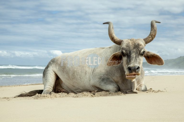 Nguni bull | ProSelect-images