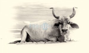 Nguni bull | ProSelect-images