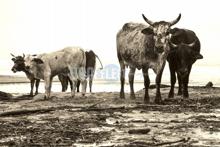 Nguni Cattle Transkei | ProSelect-images