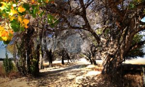 Oak lane in autumn | ProSelect-images