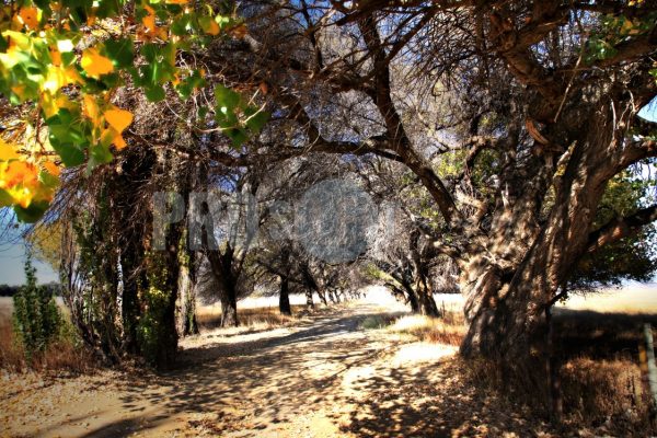 Oak lane in autumn | ProSelect-images