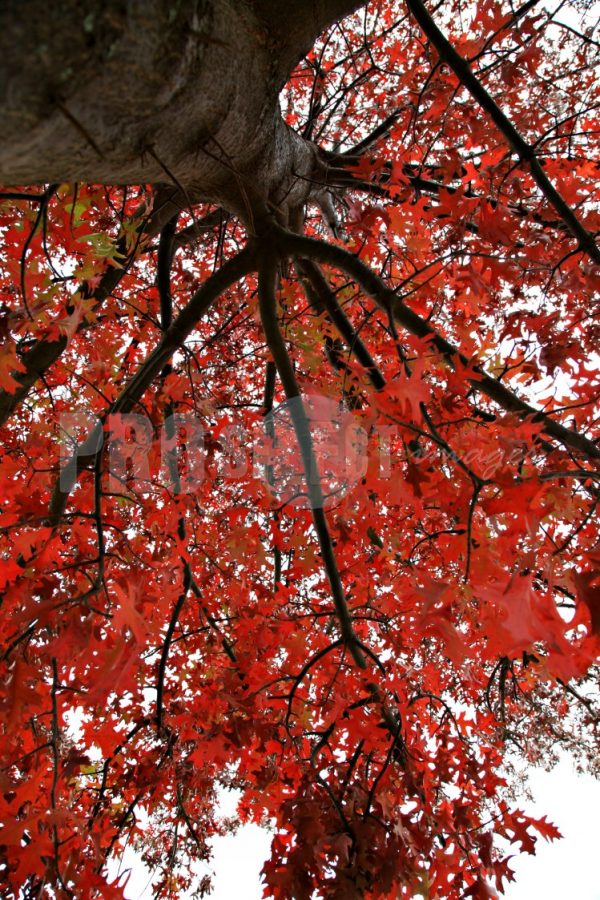 Oak tree in autumn red colours | ProSelect-images