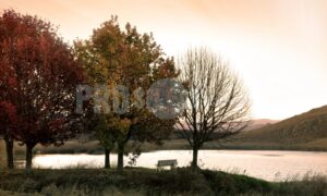 Oaks at dam Dullstroom | ProSelect-images