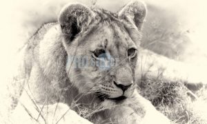 Panthera leo | ProSelect-images