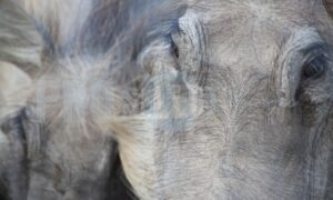 Phacochoerus africanus warthog face | ProSelect-images