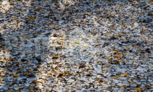 Poplar leaves on dam | ProSelect-images