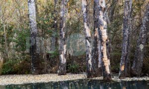 Poplars at dam Dullstroom | ProSelect-images