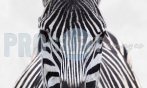 Rademeyers zebra portrait | ProSelect-images