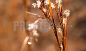 Red grass Dullstroom | ProSelect-images