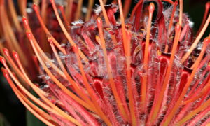Red Proteaceae bobbejaanklou | ProSelect-images
