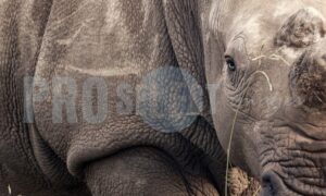 Rhino bull Rietvlei Reserve | ProSelect-images