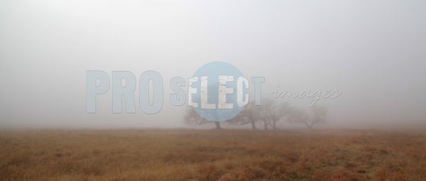 Safsaf willow in fog | ProSelect-images