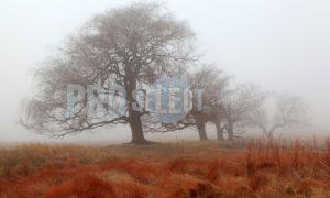 Salix mucronata_willow tree | ProSelect-images