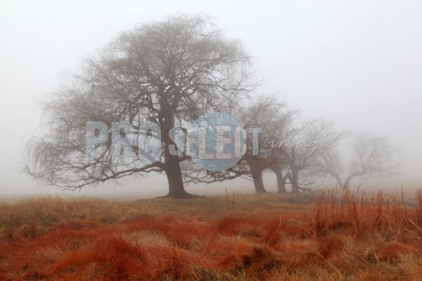 Salix mucronata_willow tree | ProSelect-images