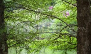 Sequoia Garden Retreat Magoebaskloof | ProSelect-images