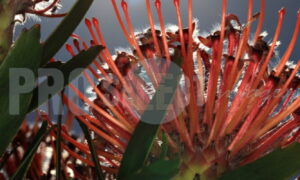 Sunbeams on Leucospermum cordifolium | ProSelect-images