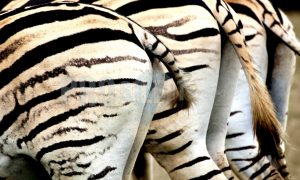 Three Burchell's Zebra | ProSelect-images
