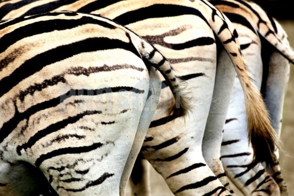 Three Burchell's Zebra | ProSelect-images