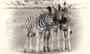 Three zebra fowl Rietvlei | ProSelect-images