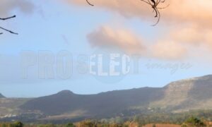 Vineyard Groot Constantia farm | ProSelect-images