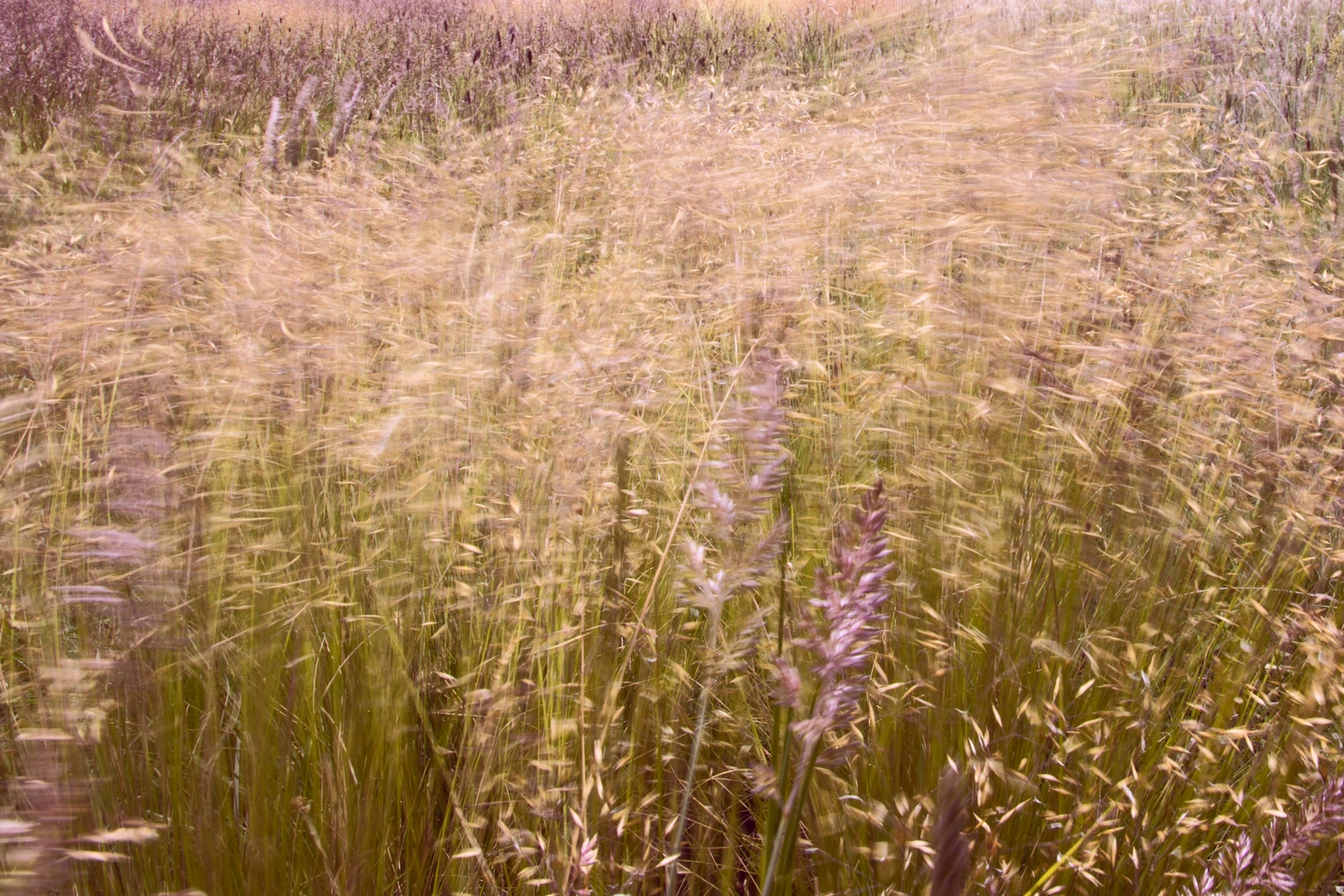 Waving grass | ProSelect-images