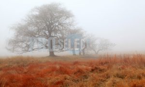 Willow trees in winter | ProSelect-images
